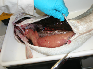 Merluza diseccionada mostrando los ovarios y el hígado